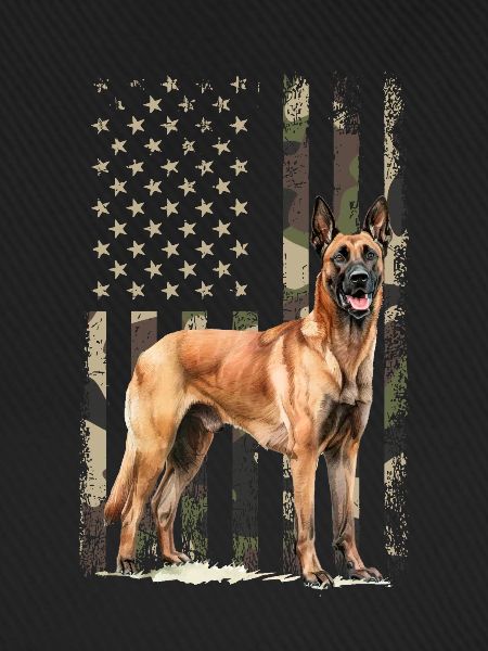 Belgian Malinois