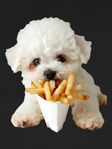 Bichon Frisé