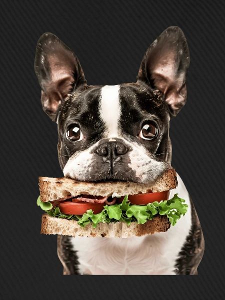 Boston Terrier
