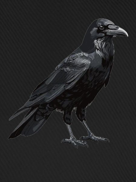 Krähen Krähe