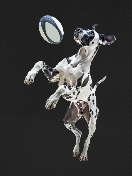 Deutsche Dogge
