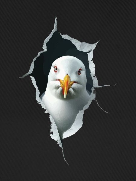 Möwe