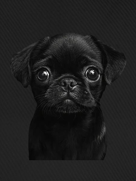 Mops