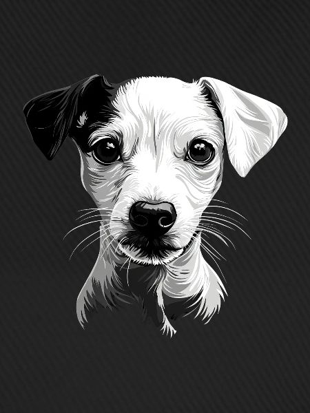 Whippet