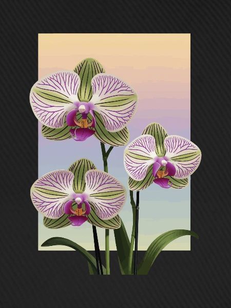 Orchidee
