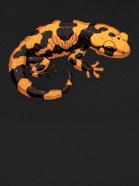 Salamanders Salamander