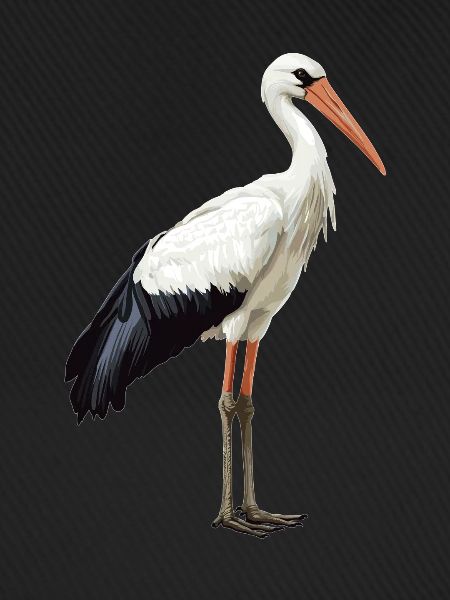 Störche Storch
