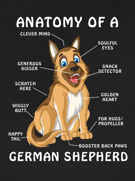 Anatomie des Deutschen Schäferhundes