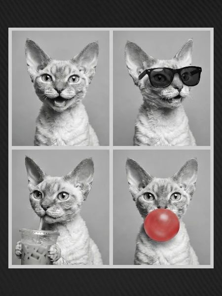 Katzen Devon Rex Katze