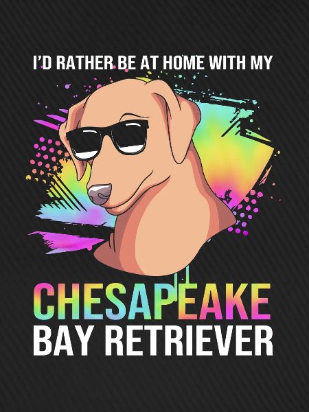 Chesapeake Bay Retriever