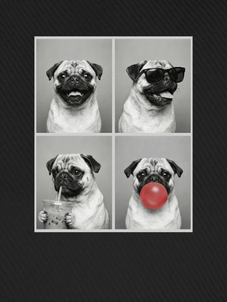 Hunde Mops Hund