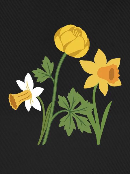 Blumen · Bunte Narzisse