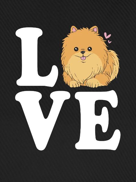 Pomeranian Zwergspitz Hund
