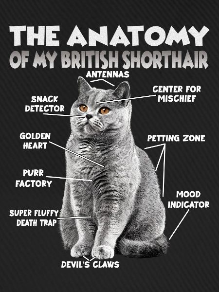 Witziges Britisch Kurzhaar T | Britisch Kurzhaar
