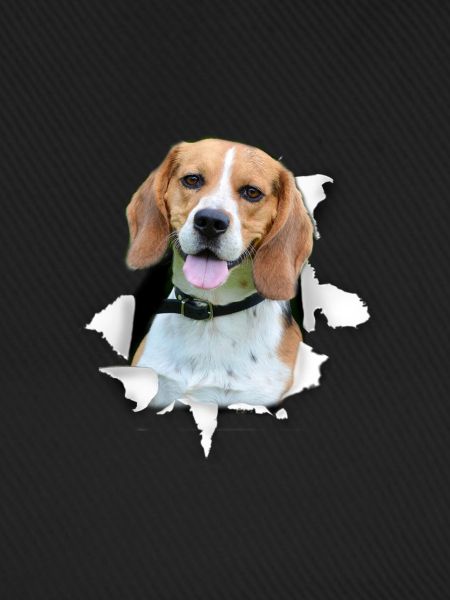 Beagle - Beagle Hund