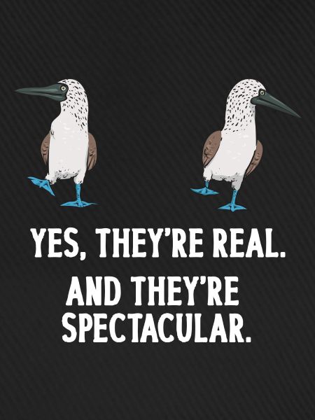 Blaufußtölpel Blue-footed Booby Seevogel