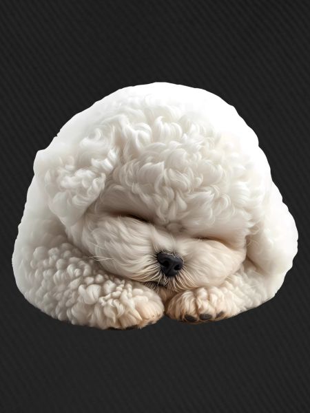 Bichon Frise
