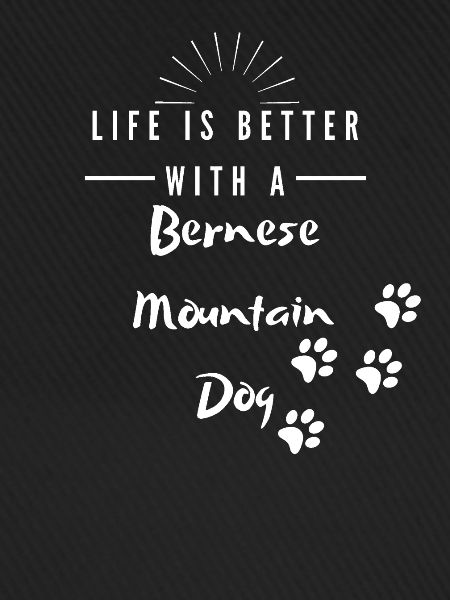Bernese Mountain Dog