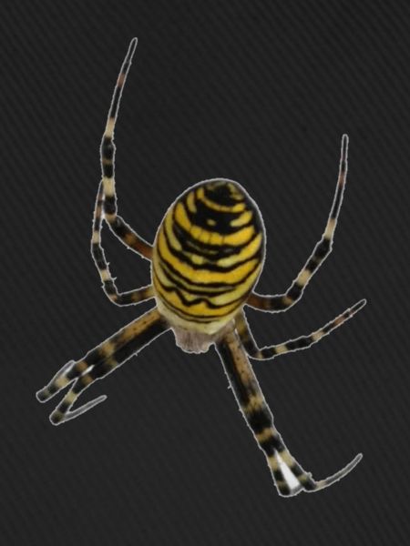 spider