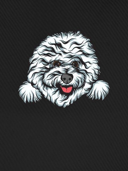 Bichon Frise