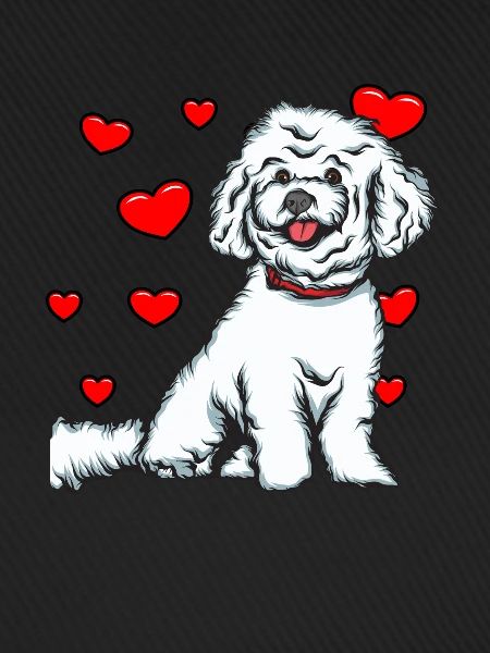 Bichon Frise