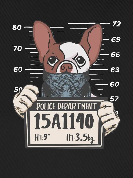 French Bulldog Polizeifoto