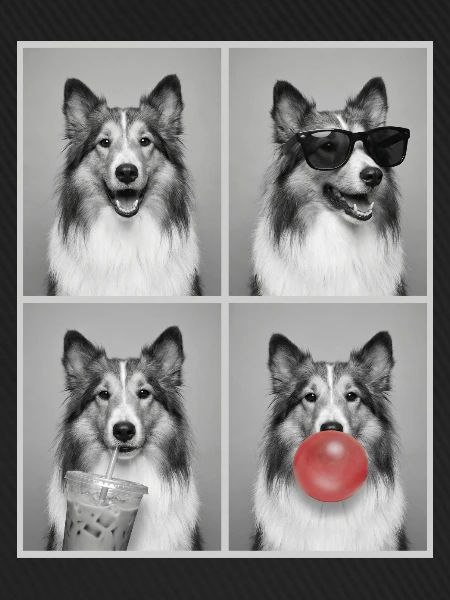 Hunde Collie Hund