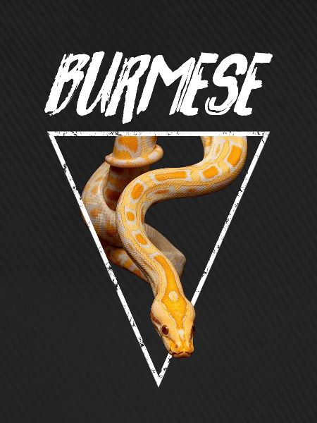 Burmesische Pythonschlange Besitzer