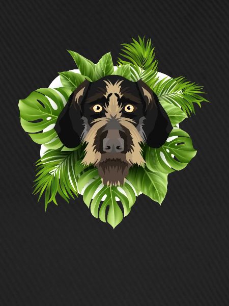 Tropical Deutsch Drahthaar
