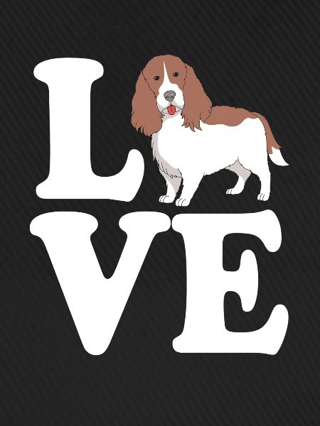 Springer Spaniel Hund