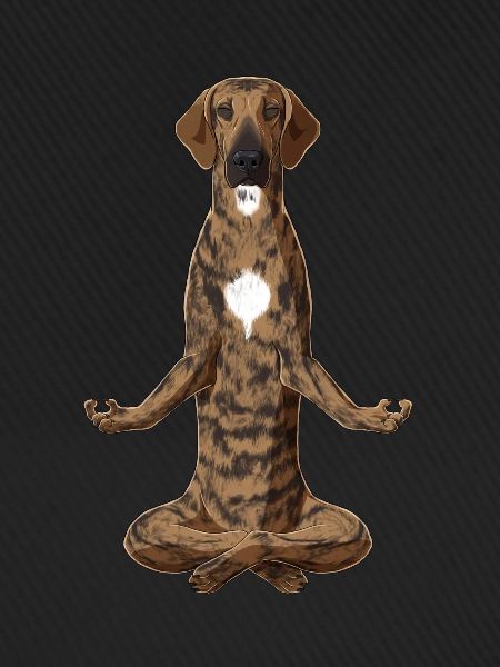 Meditierender Plott Hound Hund