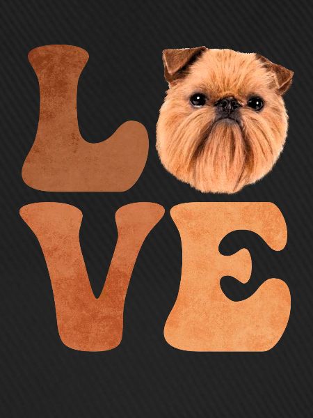 Brüsseler Griffon Hund