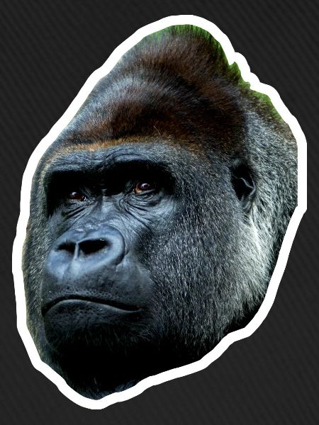 Gorilla cool simple