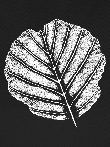Blatt Erle