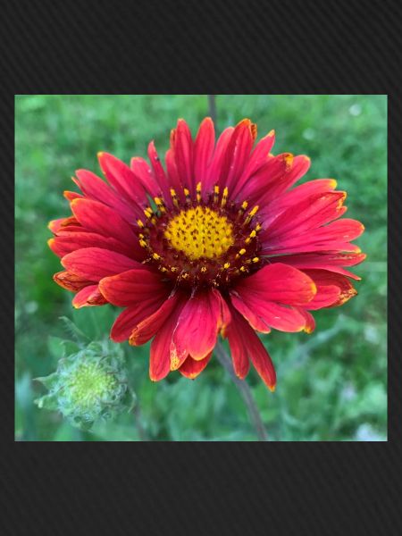 Blume mit Knospe
