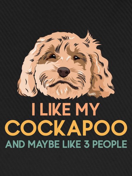 Cockapoo Hund