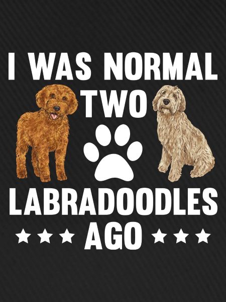 Labradoodle Hund