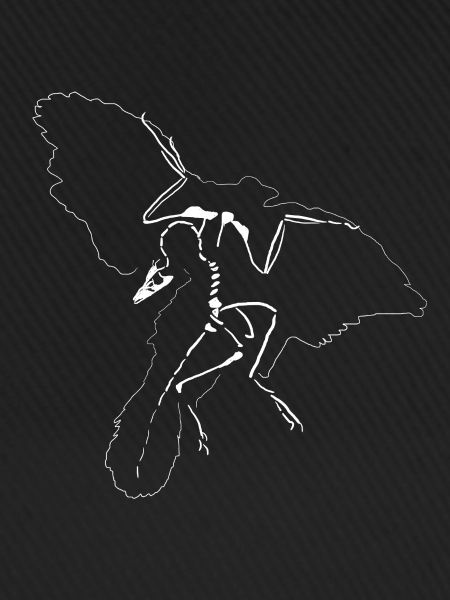Archaeopteryx, Solnhofen, Fossilien, Steinbruch