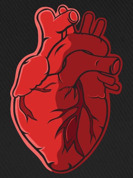 Herz Anatomie