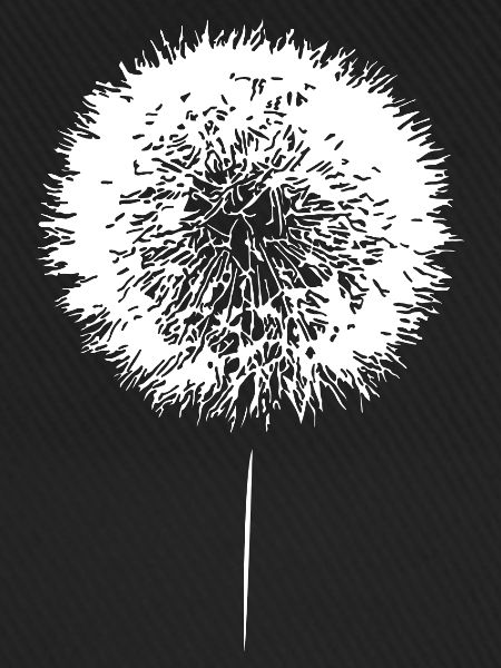 Löwenzahn Pusteblume Dandelion Samen