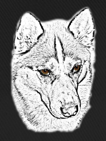 Wolfskopf Linienstudie