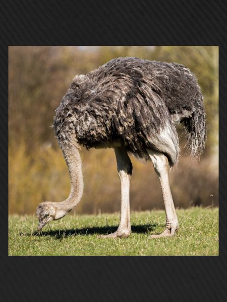 Afrikanischer Strauß
