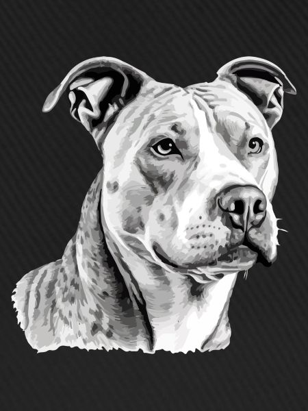 Jack der Pitbull