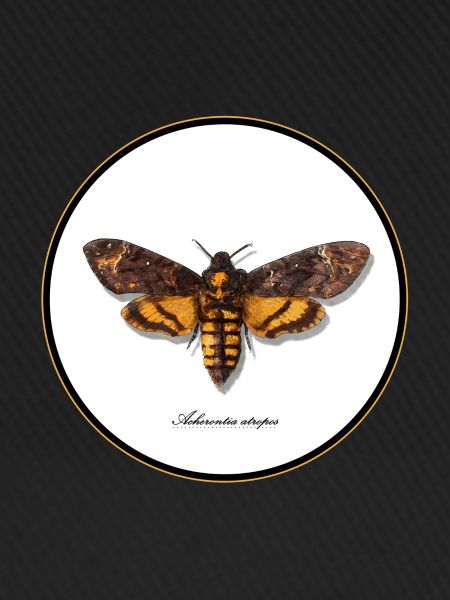 Acherontia atropos