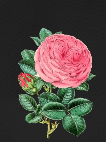 Rosen-Anlage