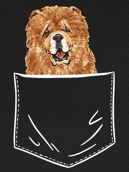 Chow Chow Hund