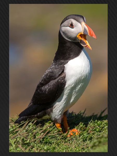 Papageitaucher