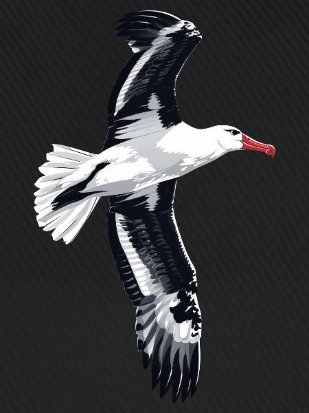 Möwe