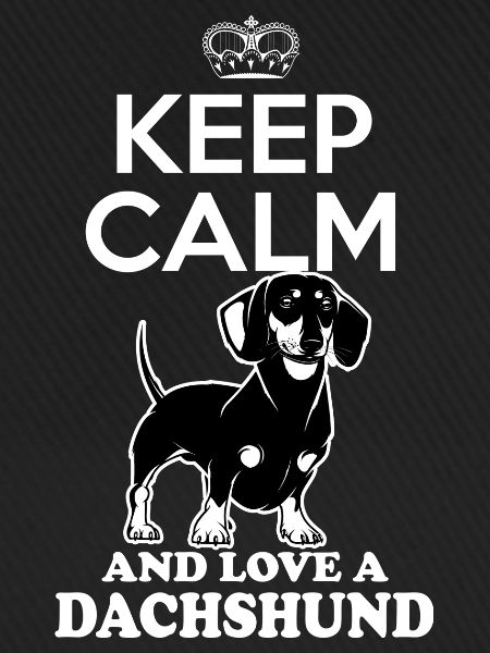 Dachshund