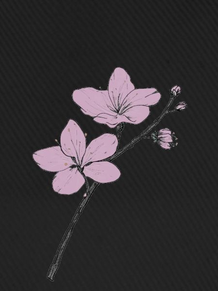 Kirschblüte
